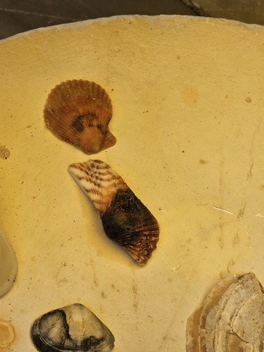 Arca navicularis