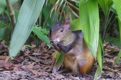 Dasyprocta prymnolopha