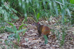 Dasyprocta prymnolopha