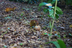 Dasyprocta prymnolopha