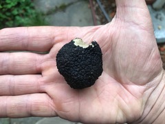 Tuber aestivum