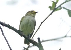 Zimmerius viridiflavus