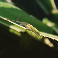 Anolis porcatus