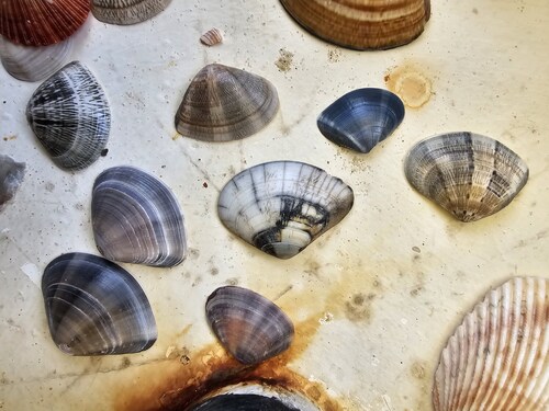 Macridiscus donacinus