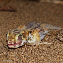 Teratoscincus keyserlingii