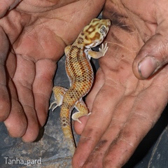 Teratoscincus keyserlingii