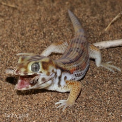 Teratoscincus keyserlingii
