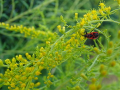 Pyrrhocoris apterus