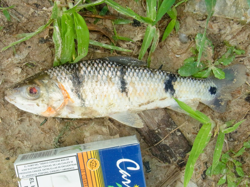 Threestripe leporinus (Leporinus trifasciatus) — Anostomidae — 5