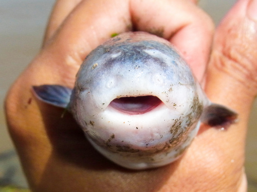 Candiru whale catfish (Cetopsis candiru) — Cetopsidae — 2