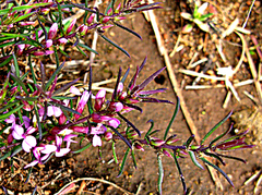 Muraltia knysnaensis