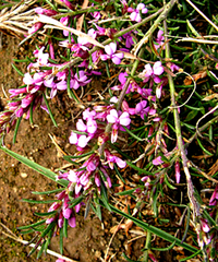 Muraltia knysnaensis