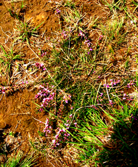 Muraltia knysnaensis