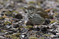 Catharus guttatus