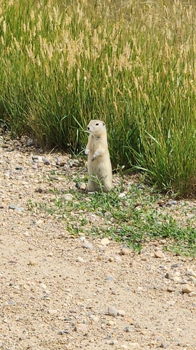 Richardson's Ground Squirrel
