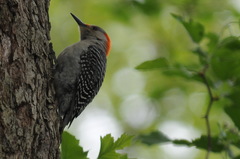 Melanerpes carolinus