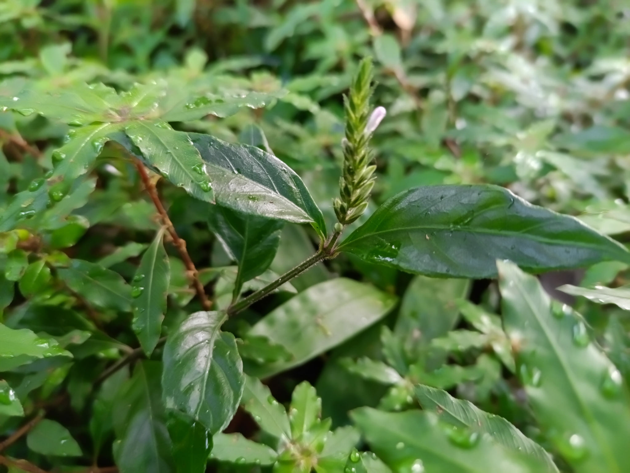 Dianthera cayennensis