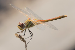 Sympetrum fonscolombii