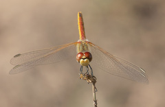 Sympetrum fonscolombii