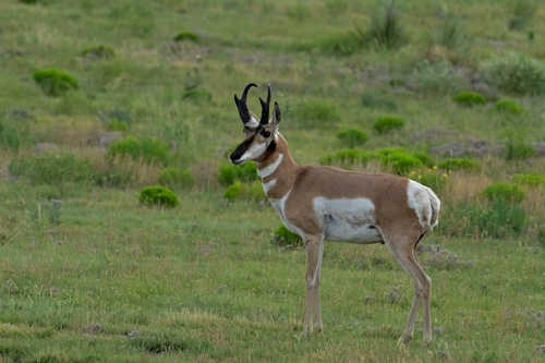 Pronghorn photographed in Oklahoma