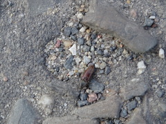 Athous haemorrhoidalis