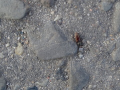 Athous haemorrhoidalis