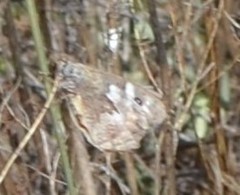 Hipparchia pellucida