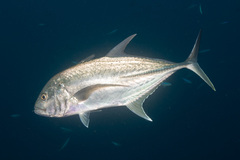 Caranx papuensis