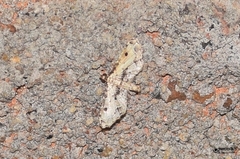 Sufetula