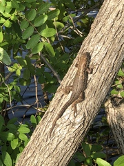 Leiocephalus carinatus