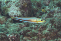 Hologymnosus doliatus