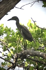 Nyctanassa violacea