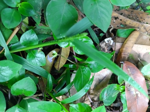 Coccocypselum guianense