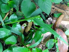 Coccocypselum guianense