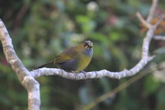 Liocichla steerii