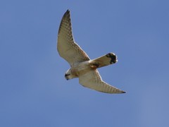 Falco cenchroides cenchroides