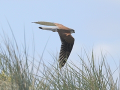 Falco cenchroides cenchroides