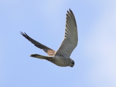Falco cenchroides cenchroides