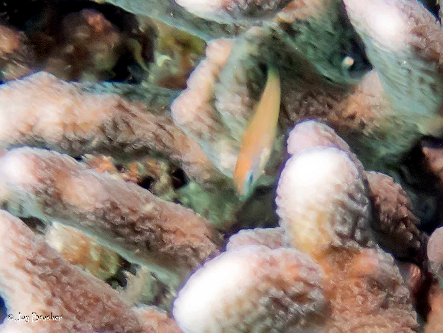Redspot Wrasse photo 4