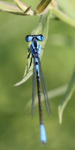 Azure Bluet photo 4