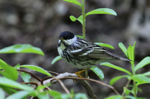 Blackpoll Warbler