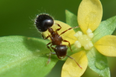 Meranoplus bicolor