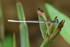 Agriocnemis lacteola