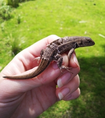 Sceloporus subniger