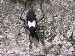 Microtomus cinctipes