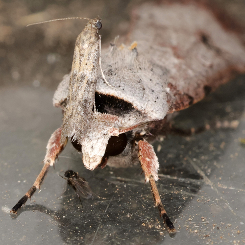 Green Cutworm Moth photo 4