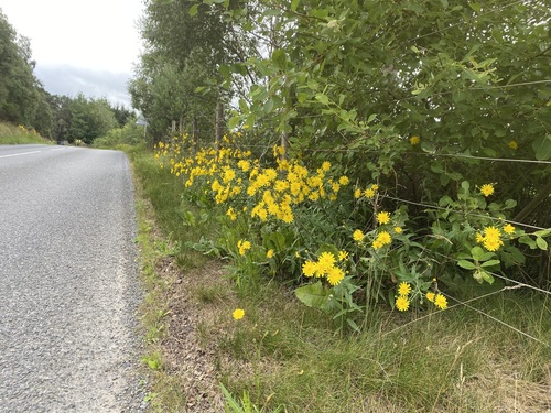 slender hawkweed (Hieracium subumbellatiforme)