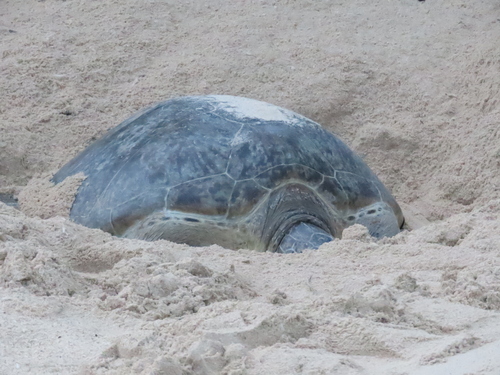Chelonia mydas observed 2025-07-15