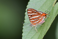 Cigaritis vulcanus vulcanus