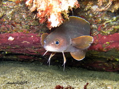 Lotella rhacina